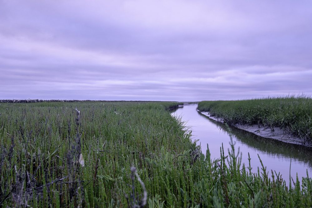Kwelderpriel met zeekraal bij de Negenboerenpolder