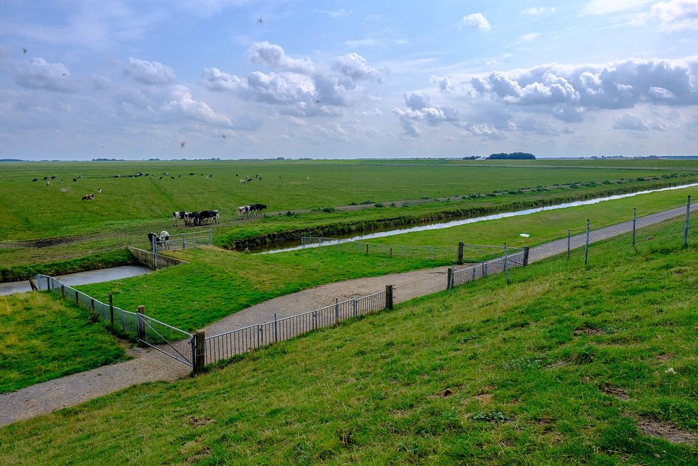Kwelders bij de Carel Coenraadpolder aan de dijk